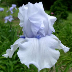 Location: Indiana
Date: May
Tall bearded iris 'Song of Norway'