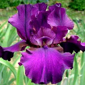 Tall bearded iris 'Thriller'