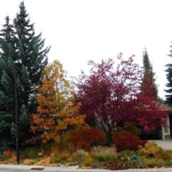 Location: My garden, Calgary, Alberta, Canada; zone 3.
Date: 20133-10-10
Red fall colour (center right of photo).