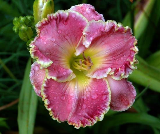 Photo of Daylily (Hemerocallis 'Shores of Time') uploaded by shive1