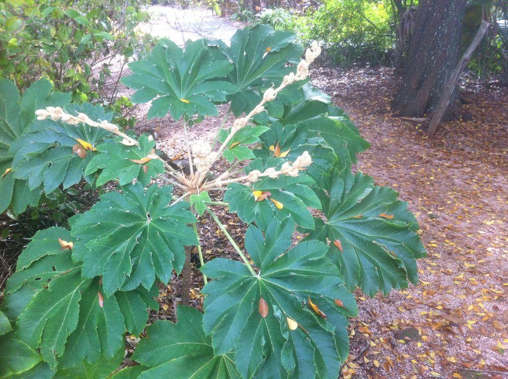 Photo of Rice Paper Plant (Tetrapanax papyrifer) uploaded by Watersprite