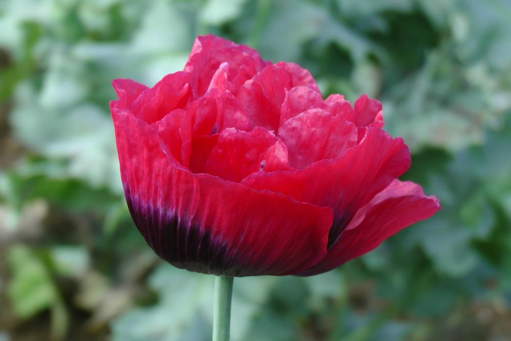 Photo of Opium Poppy (Papaver somniferum 'Igor') uploaded by Alya