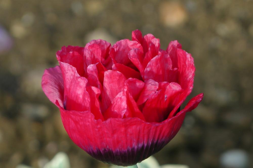 Photo of Opium Poppy (Papaver somniferum 'Igor') uploaded by Alya