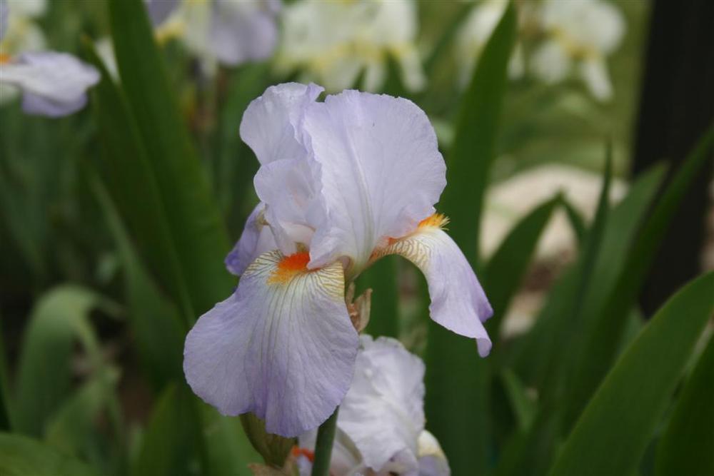 Photo of Tall Bearded Iris (Iris 'My Happiness') uploaded by KentPfeiffer