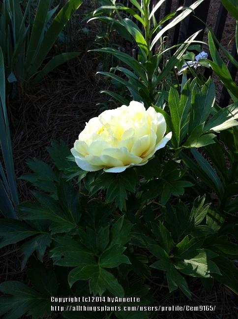 Photo of Intersectional Peony (Paeonia 'Bartzella') uploaded by Cem9165