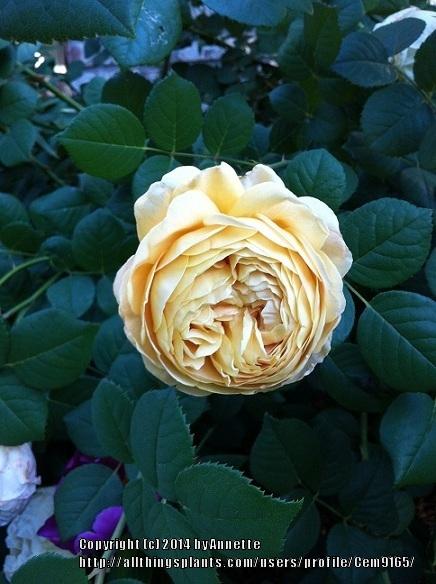 Photo of Rose (Rosa 'Charles Darwin') uploaded by Cem9165