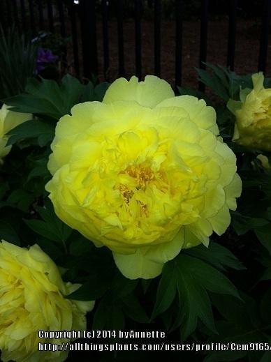 Photo of Intersectional Peony (Paeonia Yumi™) uploaded by Cem9165