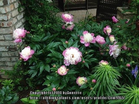 Photo of Peony (Paeonia lactiflora 'Bowl of Beauty') uploaded by Cem9165