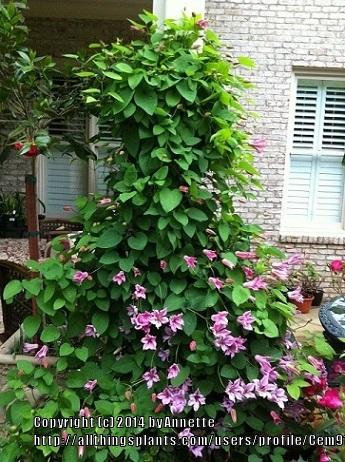 Photo of Clematis (Clematis texensis 'Duchess of Albany') uploaded by Cem9165