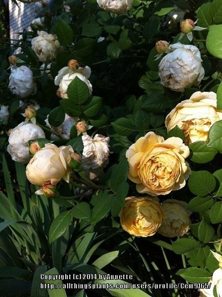 Photo of Rose (Rosa 'Charles Darwin') uploaded by Cem9165