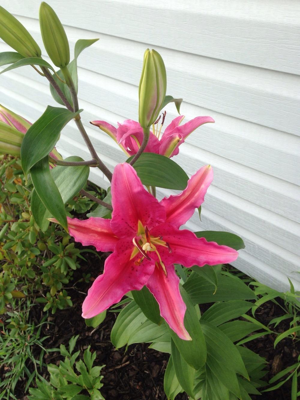 Photo of Lily (Lilium 'Acapulco') uploaded by Joebass