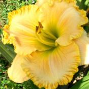 Daylily 'Crystelle's Love'