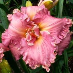 Location: Indiana
Date: July
Daylily 'Sister of Praise'