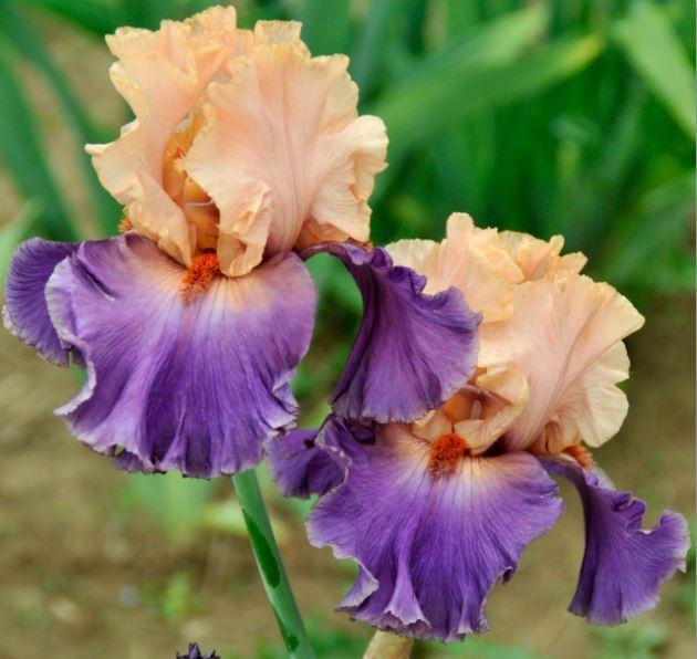 Photo of Tall Bearded Iris (Iris 'Broken Heart') uploaded by diggit