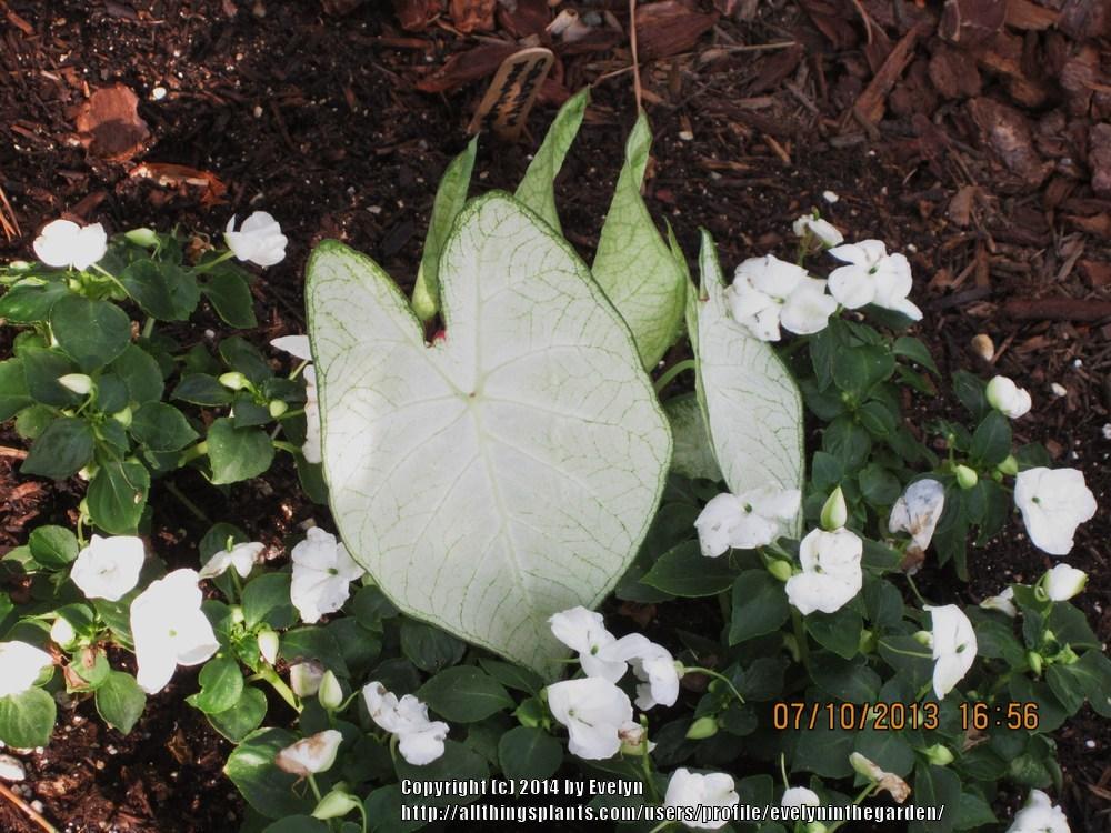 Photo of Fancy-leaf Caladium (Caladium 'Florida Moonlight') uploaded by evelyninthegarden