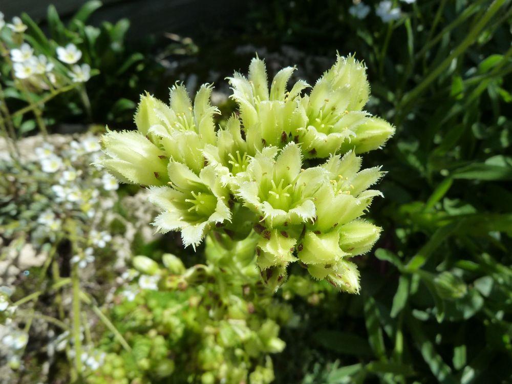 Photo of Rollers (Sempervivum globiferum subsp. hirtum) uploaded by growitall