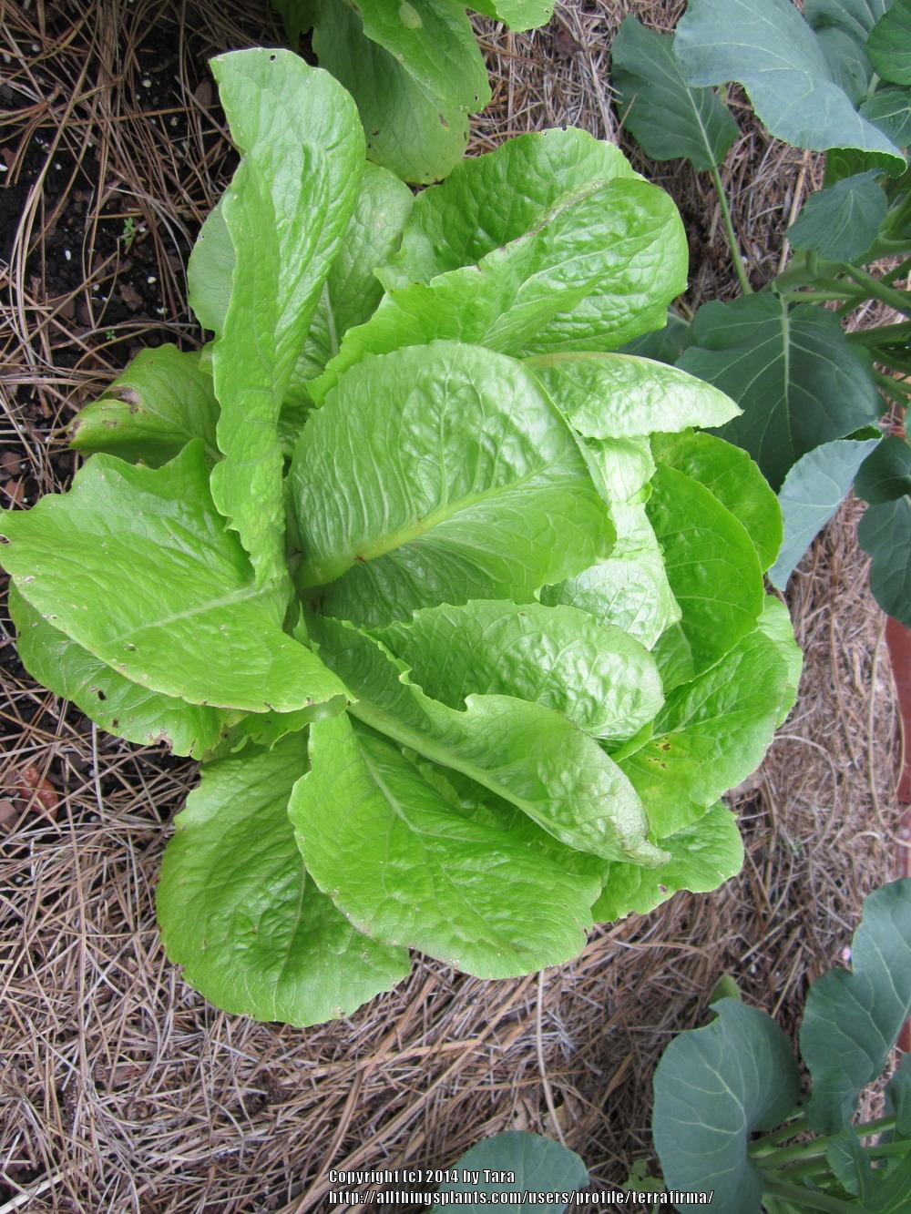 Photo of Lettuce (Lactuca sativa 'Parris Island') uploaded by terrafirma