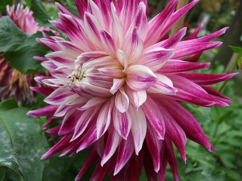 Photo of Dahlia 'Vancouver' uploaded by robertduval14