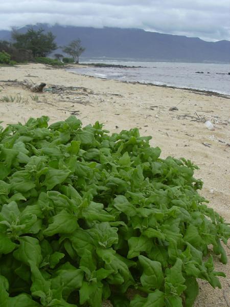 Photo of New Zealand Spinach (Tetragonia tetragonoides) uploaded by robertduval14