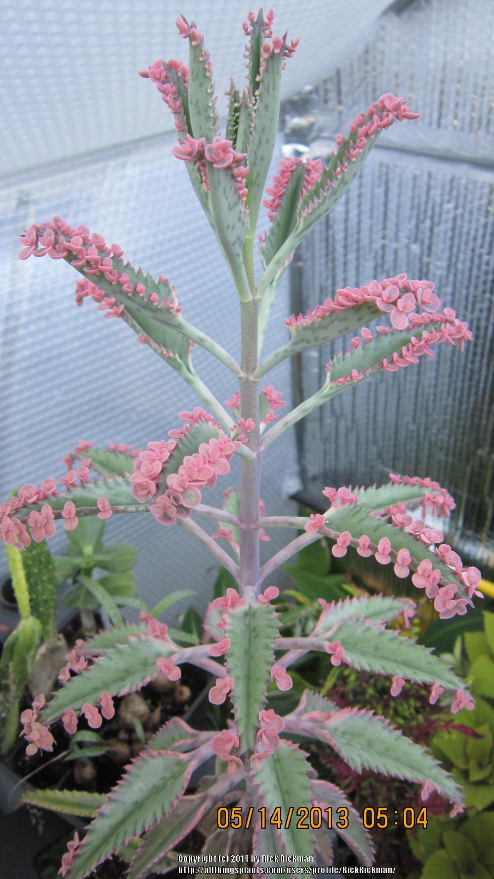 Photo of Pink Mother of Thousands (Kalanchoe 'Pink Butterflies') uploaded by RickRickman