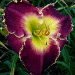 Location: Southeast Indiana
Date: July
Daylily 'Jay Farquhar'