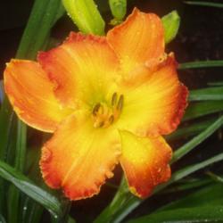 Location: Dreamy Daylilies - Chatham-Kent, Ontario   5b
Date: 08-09-2012