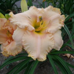 Location: Dreamy Daylilies - Chatham-Kent, Ontario   5b
Date: 2013-07-22