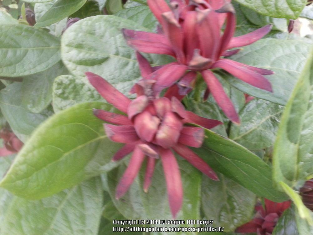 Photo of Sweet Betsy (Calycanthus floridus 'Michael Lindsey') uploaded by JB
