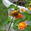 Grow Annuals for Butterflies and Hummingbirds