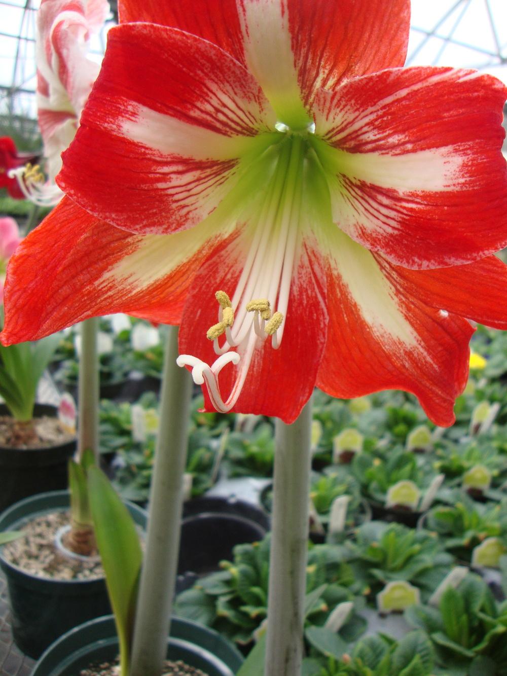 Photo of Amaryllis (Hippeastrum 'Cocktail') uploaded by Paul2032
