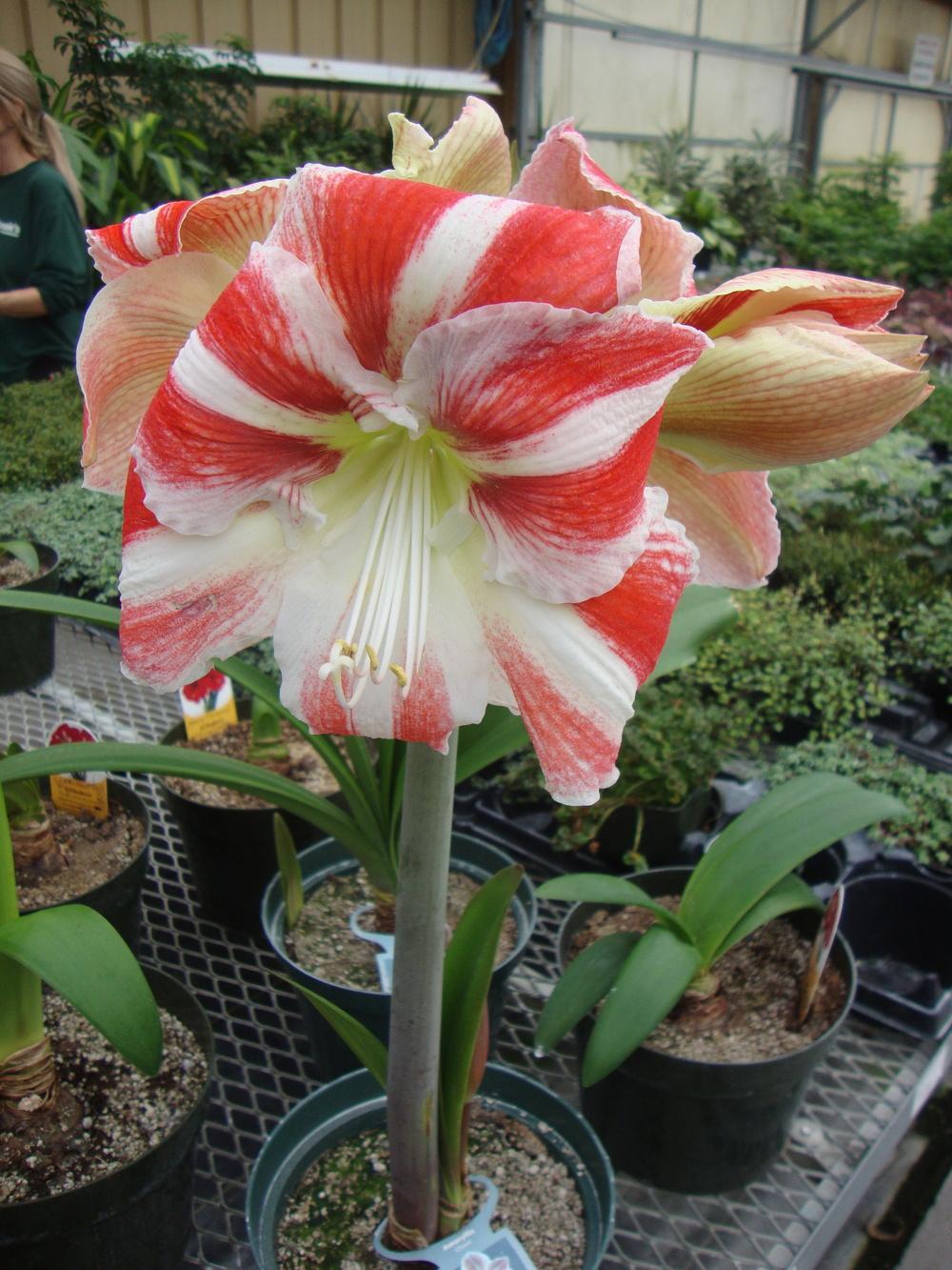 Photo of Amaryllis (Hippeastrum 'Clown') uploaded by Paul2032