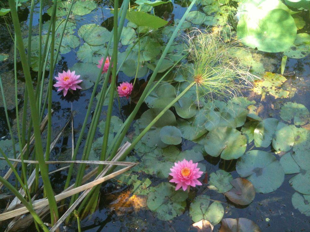 Photo of Hardy Water Lily (Nymphaea 'Pink Ribbon') uploaded by Watersprite