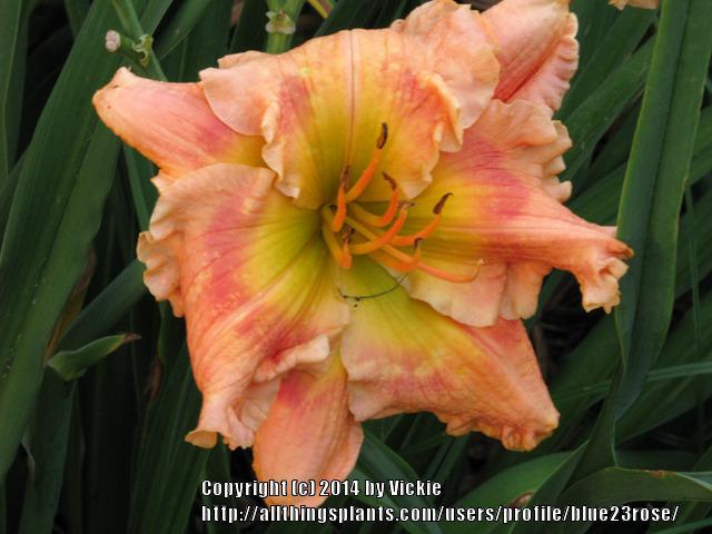 Photo of Daylily (Hemerocallis 'After the Dawn') uploaded by blue23rose