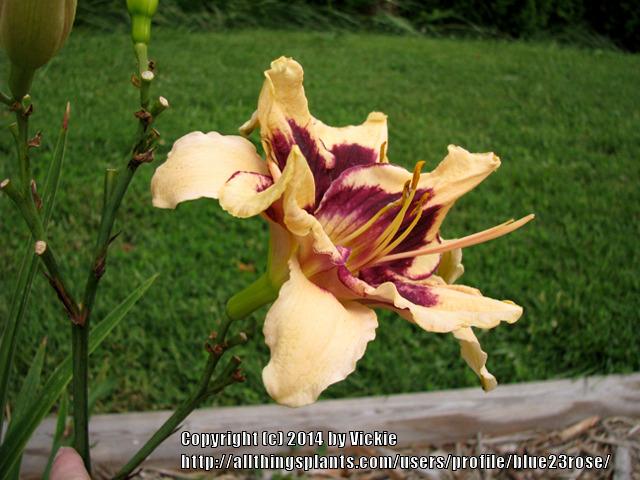 Photo of Daylily (Hemerocallis 'Moonlit Masquerade') uploaded by blue23rose