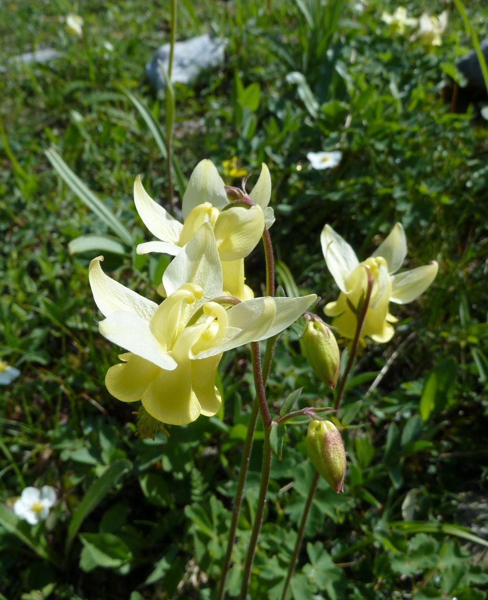 Photo of Columbine (Aquilegia flavescens) uploaded by growitall