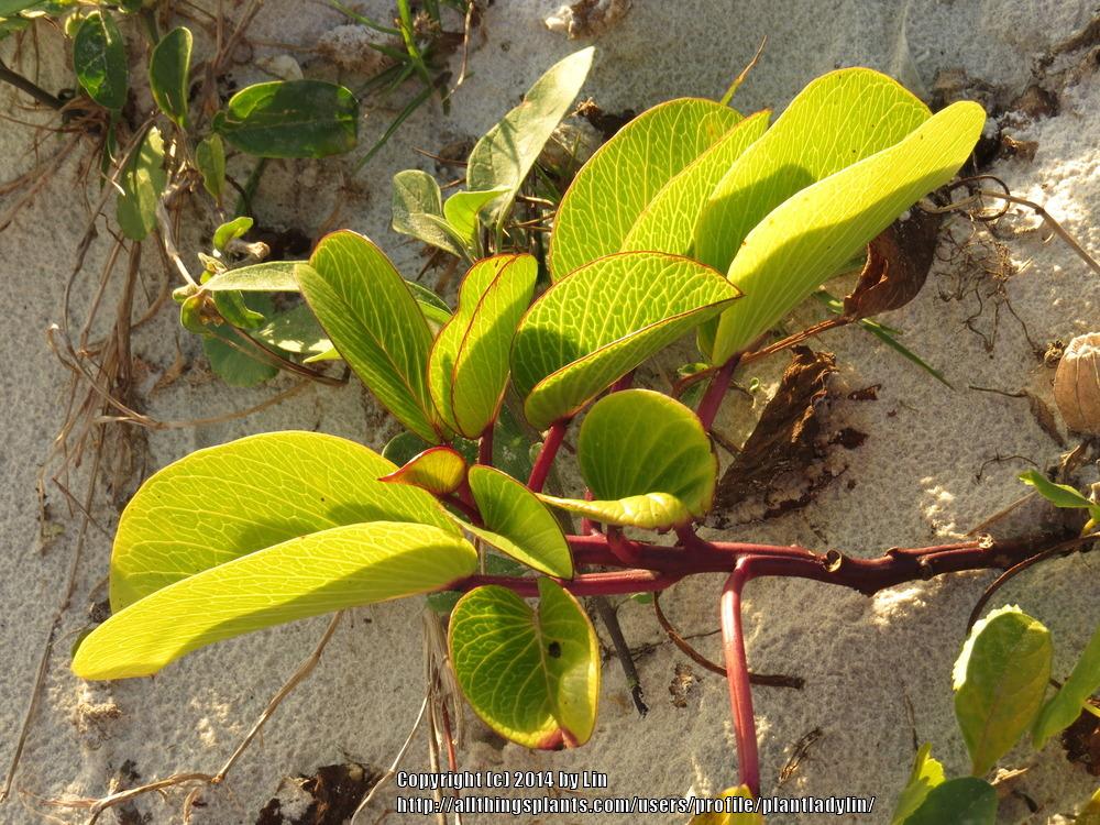 Photo of Beach Morning Glory (Ipomoea pes-caprae) uploaded by plantladylin