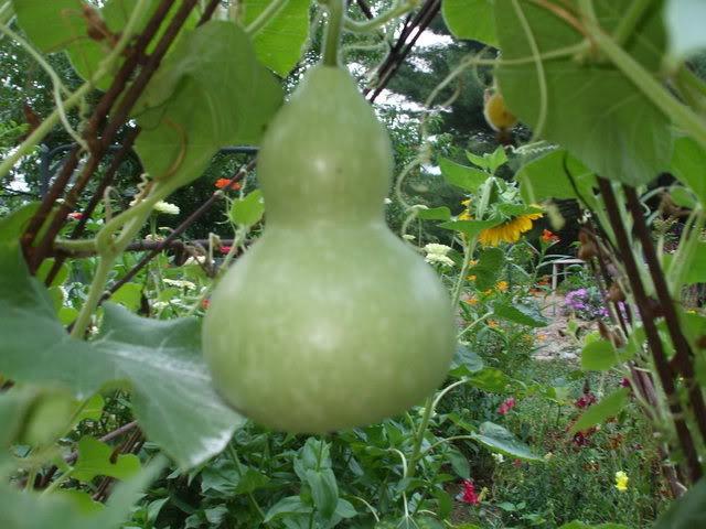 Photo of Hard-shelled Gourd (Lagenaria siceraria 'Birdhouse') uploaded by poisondartfrog