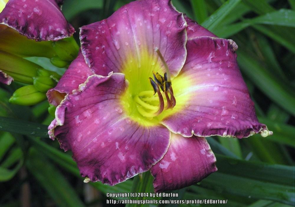 Photo of Daylily (Hemerocallis 'Venus Envy') uploaded by EdBurton