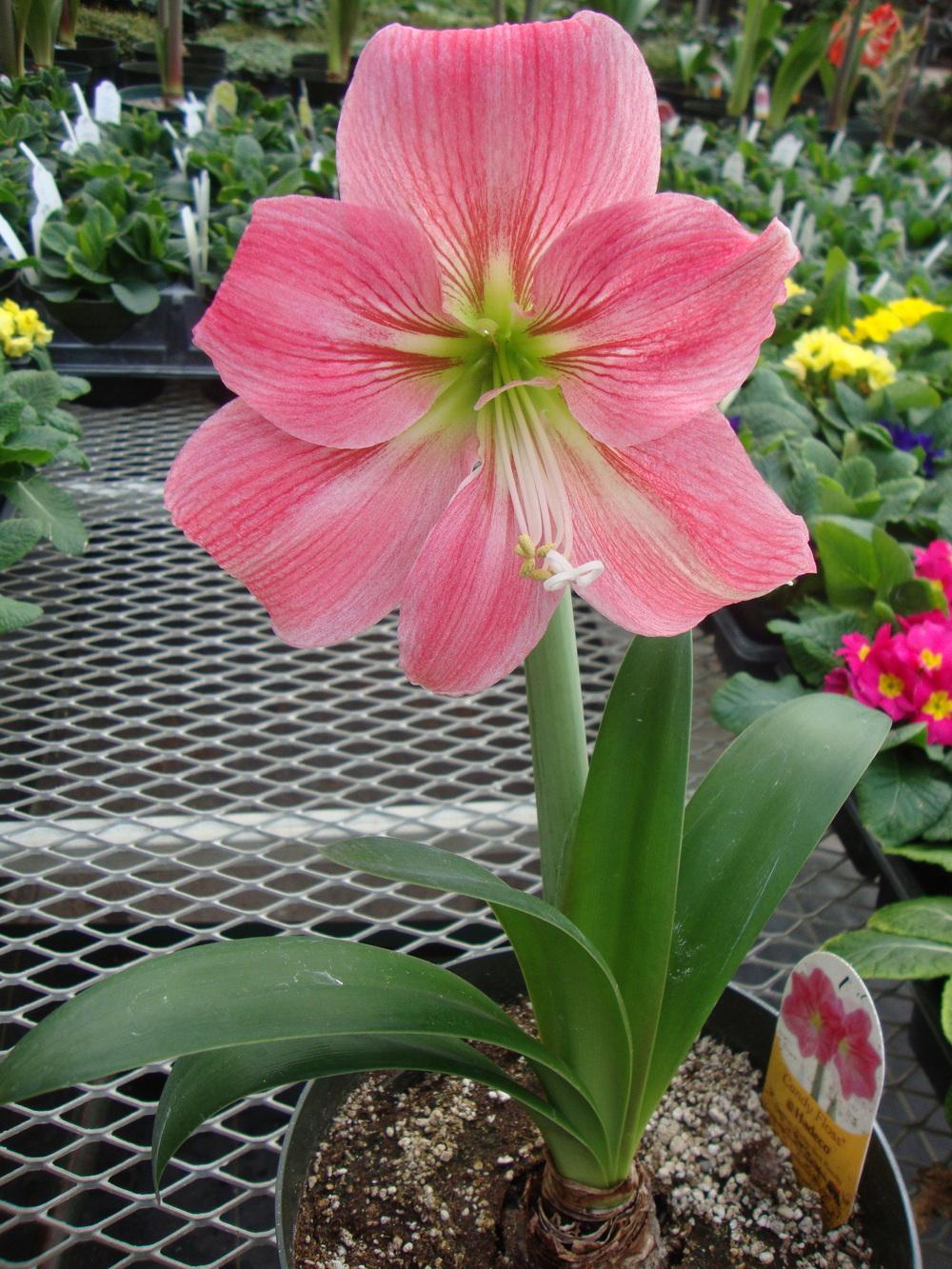 Photo of Amaryllis (Hippeastrum 'Candy Floss') uploaded by Paul2032