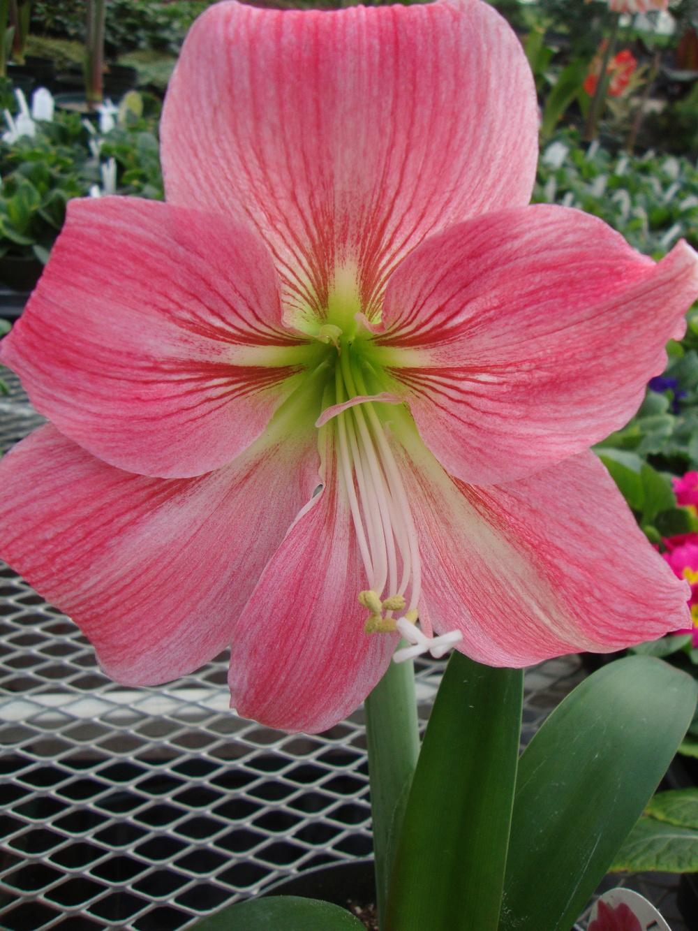 Photo of Amaryllis (Hippeastrum 'Candy Floss') uploaded by Paul2032