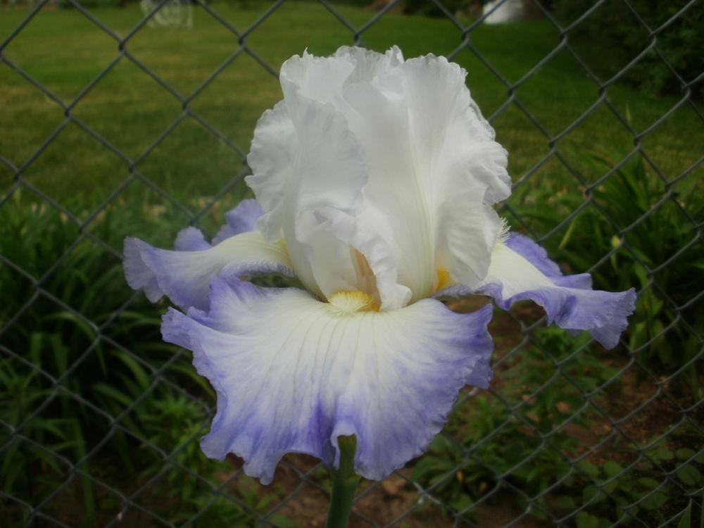 Photo of Tall Bearded Iris (Iris 'Grand Circle') uploaded by bramedog