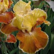 Tall bearded iris 'Cinnamon Sentiment'