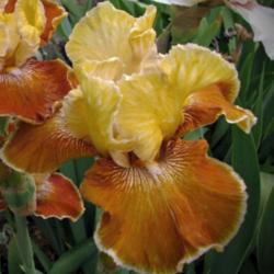 Location: Southeast Indiana
Date: May
Tall bearded iris 'Cinnamon Sentiment'
