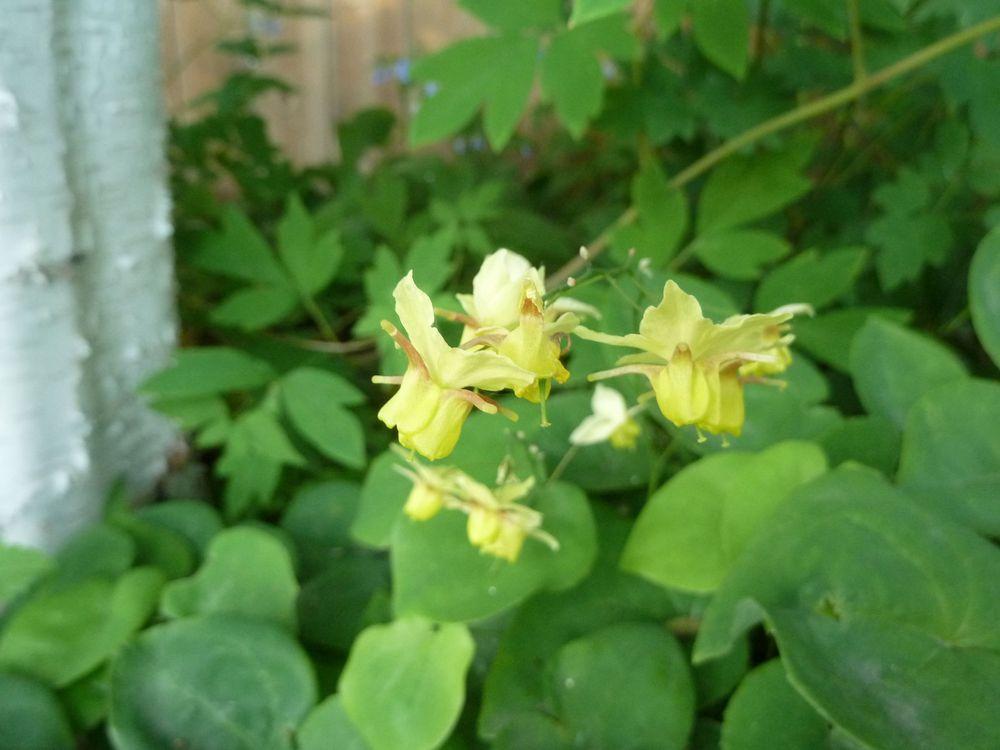 Photo of Barrenwort (Epimedium 'Sulphureum') uploaded by growitall