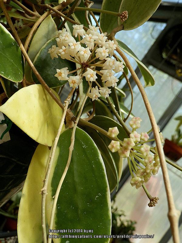 Photo of Wax Plant (Hoya verticillata 'Variegata') uploaded by mjsponies