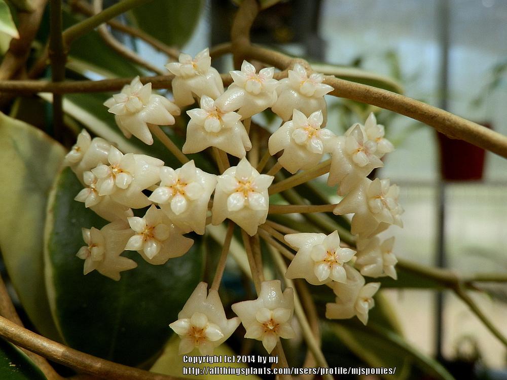 Photo of Wax Plant (Hoya verticillata 'Variegata') uploaded by mjsponies