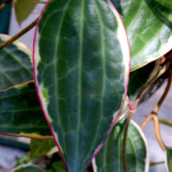 Location: My Garden
Date: 2013-10-01
Leaves on this Hoya are often tri colored, trimmed with a rosey p
