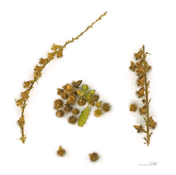 Photo of Agrimony (Agrimonia eupatoria) uploaded by robertduval14