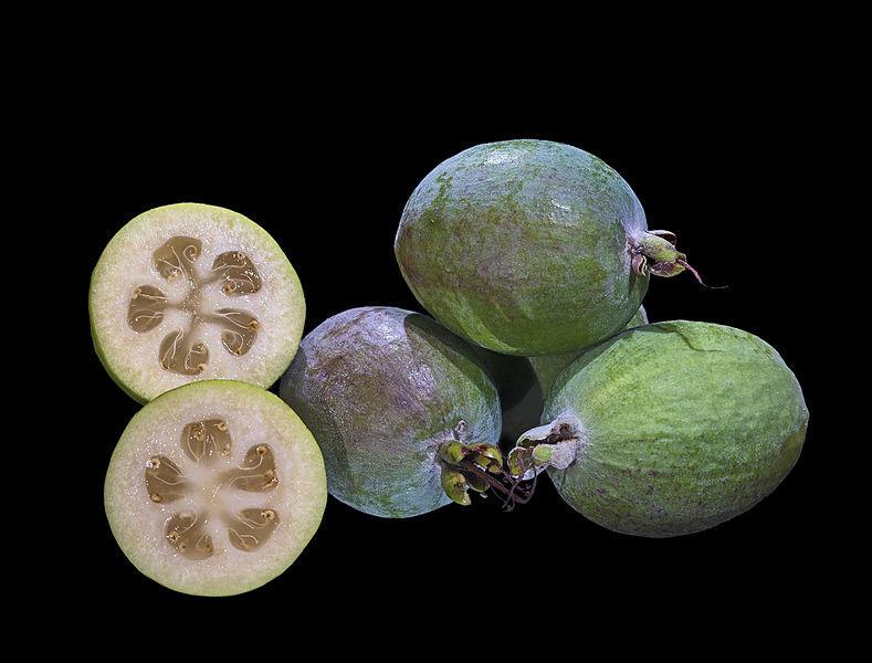 Photo of Pineapple Guava (Feijoa sellowiana) uploaded by robertduval14