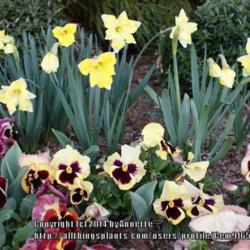Location: Front garden
Date: 2011-03-02
Narcissus Cassata with pansies